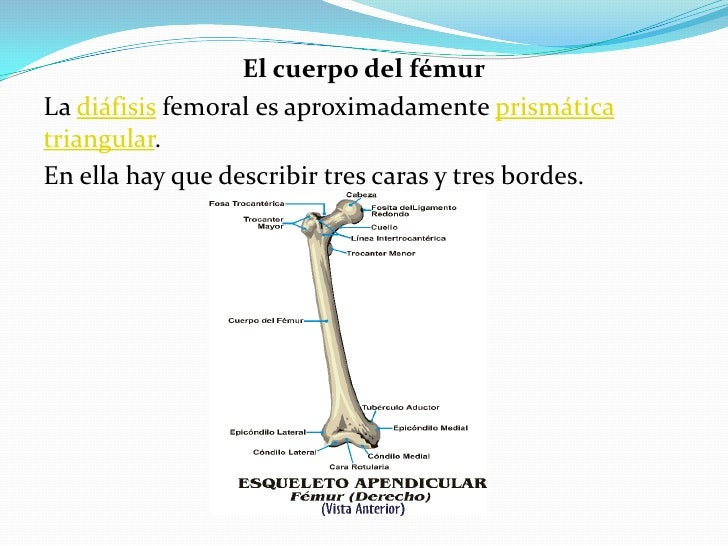 El femur presentacion