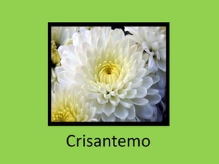 Crisantemo
 