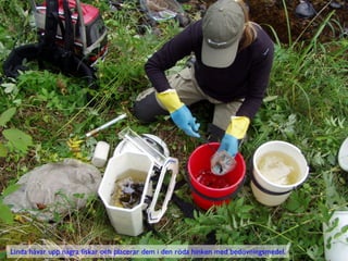 Linda håvar upp några fiskar och placerar dem i den röda hinken med bedövningsmedel.
 