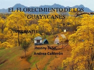 EL FLORECIMIENTO DE LOS
GUAYACANES
INTEGRANTES :

Jhonny León
Andrea Calderón

 