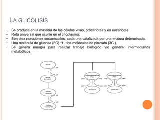 • Se produce en la mayoría de las células vivas, procariotas y en eucariotas.
• Ruta universal que ocurre en el citoplasma.
• Son diez reacciones secuenciales, cada una catalizada por una enzima determinada.
• Una molécula de glucosa (6C)  dos moléculas de piruvato (3C ).
• Se genera energía para realizar trabajo biológico y/o generar intermediarios
metabólicos.
LA GLICÓLISIS
 
