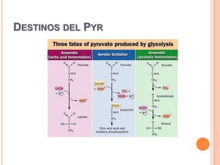 DESTINOS DEL PYR
 