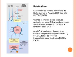 Ruta Aeróbica:
La Glicólisis se conecta con el ciclo de
Krebs cuando el Piruvato (3C) viaja a la
MITOCONDRIA.
Cuando el piruvato pierde su grupo
carboxilo, se forma CO2 y queda un grupo
acetilo que se une con la coenzima A
formando acetil-CoA.
Acetil-CoA es el punto de partida: es
oxidada completamente para formar CO2
y H2O. Además se obtienen
transportadores de electrones NADH y
FADH.
 