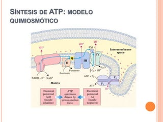 SÍNTESIS DE ATP: MODELO
QUIMIOSMÓTICO
 