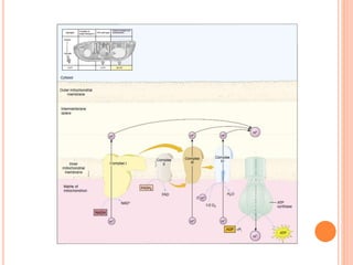 El flujo de la energia