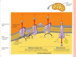 El flujo de la energia