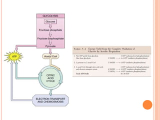 El flujo de la energia