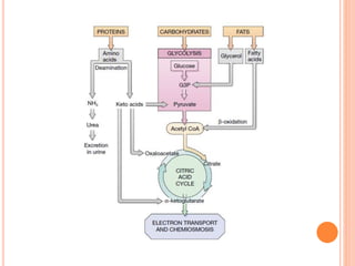 El flujo de la energia
