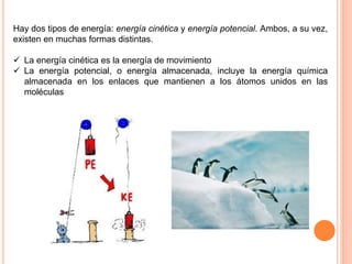 Hay dos tipos de energía: energía cinética y energía potencial. Ambos, a su vez,
existen en muchas formas distintas.
 La energía cinética es la energía de movimiento
 La energía potencial, o energía almacenada, incluye la energía química
almacenada en los enlaces que mantienen a los átomos unidos en las
moléculas
 