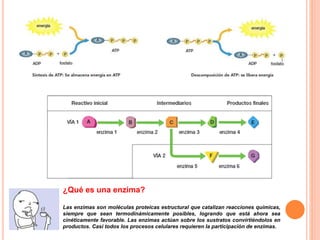 ¿Qué es una enzima?
Las enzimas son moléculas proteicas estructural que catalizan reacciones químicas,
siempre que sean termodinámicamente posibles, logrando que está ahora sea
cinéticamente favorable. Las enzimas actúan sobre los sustratos convirtiéndolos en
productos. Casi todos los procesos celulares requieren la participación de enzimas.
 