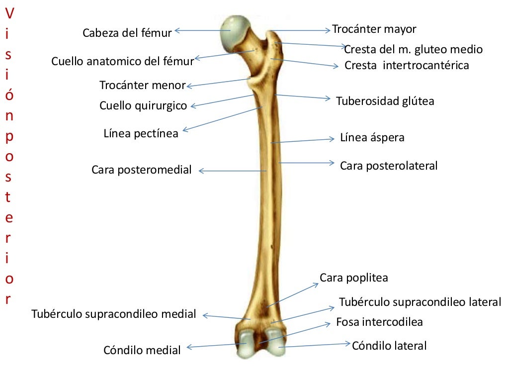 El Fémur (Dinho Araujo)