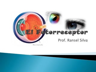 El Fotorreceptor Prof. Ransel Silva 