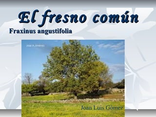 El fresno común
Fraxinus angustifolia




                        Joan Luis Gómez
 