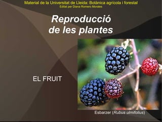 Estructura i morfologia de les plantes . EL FRUIT Esbarzer ( Rubus ulmifolius ) Material de la Universitat de Lleida: Botànica agrícola i forestal Editat per Diana Romero Morales 