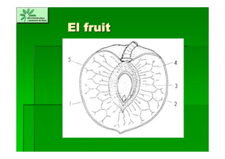 ElEl fruitfruit
 