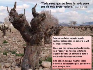 “Toda rama que da fruto la poda para
que de más fruto todavía” (Juan, 15: 2 NVI)
Solo un podador experto puede
realizar estas podas sin dañar a la vid
ni a los sarmientos.
Dios, que nos conoce profundamente,
va a “podar” de nuestra vida todo
aquello que sea un obstáculo para el
desarrollo de nuestro carácter.
Esta acción, aunque muchas veces
dolorosa, es necesaria para que demos
más y mejor fruto.
 