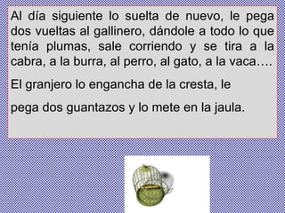 Al día siguiente lo suelta de nuevo, le pega dos vueltas al gallinero, dándole a todo lo que tenía plumas, sale corriendo y se tira a la cabra, a la burra, al perro, al gato, a la vaca…. El granjero lo engancha de la cresta, le pega dos guantazos y lo mete en la jaula. 