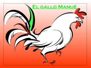El gallo Manué cubre 180 gallinas | PPT
