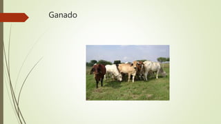 Ganado
 