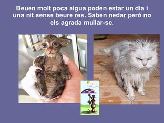 Beuen molt poca aigua poden estar un dia i una nit sense beure res. Saben nedar però no els agrada mullar-se. 