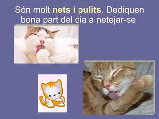 Són molt  nets i pulits . Dediquen bona part del dia a netejar-se . 