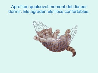 Aprofiten qualsevol moment del dia per dormir. Els agraden els llocs confortables. 