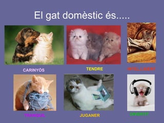 El gat domèstic és..... CARINYÓS INTEL.LIGENT DIVERTIT JUGANER TENDRE TRANQUIL 