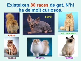 Existeixen  80 races  de gat. N’hi ha de molt curiosos. PERSA EGIPCI PÈL ARRISSAT SIAMÉS ANGORA FOLDEX 