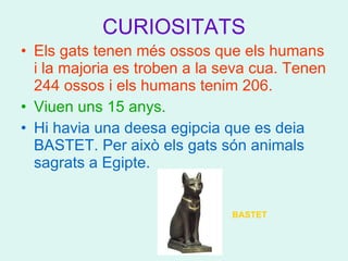 CURIOSITATS Els gats tenen més ossos que els humans i la majoria es tr o ben a la seva cua. Tenen 244 ossos i els humans tenim 206. Viuen uns 15 anys. Hi havia una deesa egipcia que es deia BASTET. Per això els gats són animals sagrats a Egipte. BASTET 