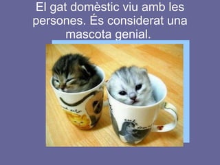 El gat domèstic viu amb les persones. És considerat una mascota genial.  