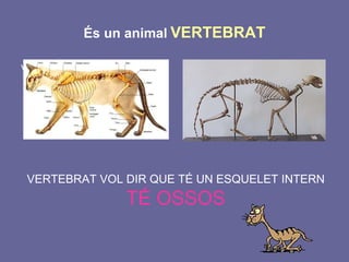 És  un animal   VERTEBRAT Vertebrat vol di VERTEBRAT VOL DIR QUE TÉ UN ESQUELET INTERN TÉ OSSOS 