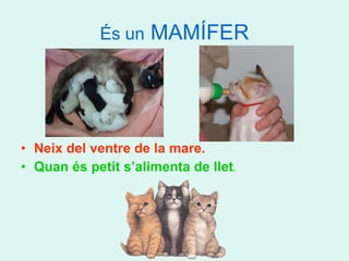 És un  MAMÍFER Neix del ventre de la mare. Quan és petit s’alimenta de llet . 