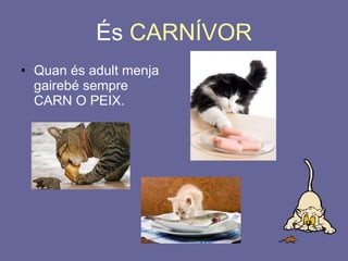 És  CARNÍVOR Quan és adult menja gairebé sempre CARN O PEIX. 