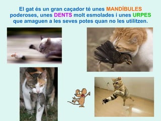 El gat és un gran caçador té unes  MANDÍBULES  poderoses, unes  DENTS  molt esmolades i unes  URPES  que amaguen a les seves potes quan no les utilitzen. 