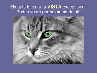 Els gats tenen una  VISTA  excepcional. Poden veure perfectament de nit. 