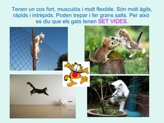 Tenen un cos fort, musculós i molt flexible. Són molt àgils, ràpids i intrèpids. Poden trepar i fer grans salts. Per això  es diu que els gats tenen  SET VIDES. 