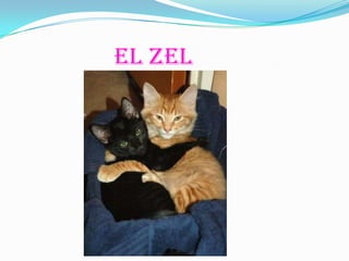 El zel
 