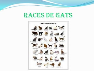 Races de gats
 