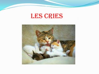 Les cries
 