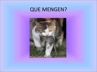 QUE MENGEN?
 