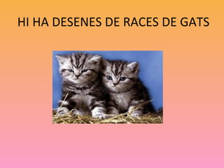 HI HA DESENES DE RACES DE GATS
 