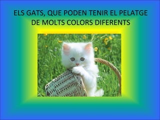 ELS GATS, QUE PODEN TENIR EL PELATGE
DE MOLTS COLORS DIFERENTS
 