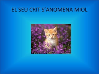 EL SEU CRIT S’ANOMENA MIOL
 
