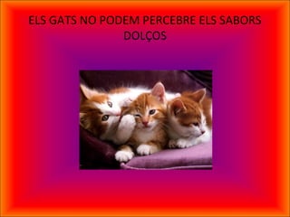 ELS GATS NO PODEM PERCEBRE ELS SABORS
DOLÇOS
 