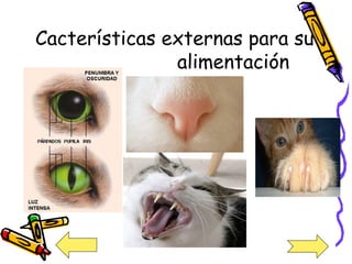 Cacterísticas externas para su  alimentación 