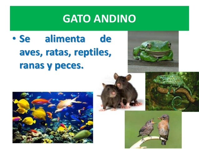 El gato andino