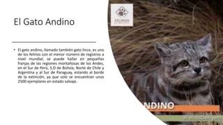 El Gato Andino
• El gato andino, llamado también gato lince, es uno
de los felinos con el menor número de registros a
nivel mundial, se puede hallar en pequeñas
franjas de las regiones montañosas de los Andes,
en el Sur de Perú, S.O de Bolivia, Norte de Chile y
Argentina y al Sur de Paraguay, estando al borde
de la extinción, ya que solo se encuentran unos
2500 ejemplares en estado salvaje.
 