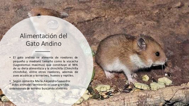 El gato andino