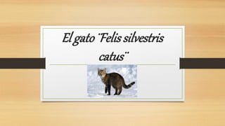 El gato¨Felissilvestris
catus¨
 