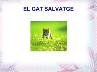 EL GAT SALVATGE 